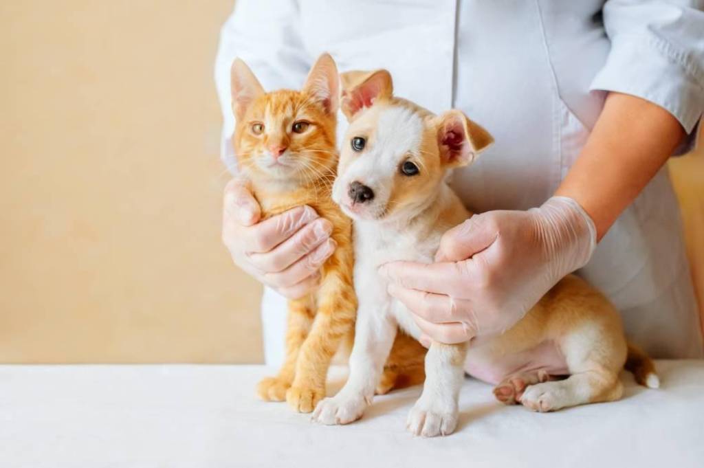 enfermera sujetando un perro y un gato